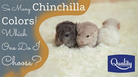 So Many Chinchilla Colors! Which One Do I Choose? Tell The Differences