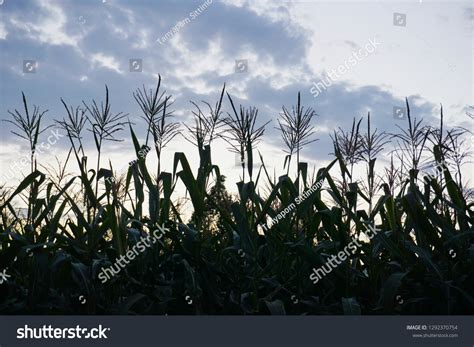 Corn Field On Sunset Background Stock Photo 1292370754 | Shutterstock