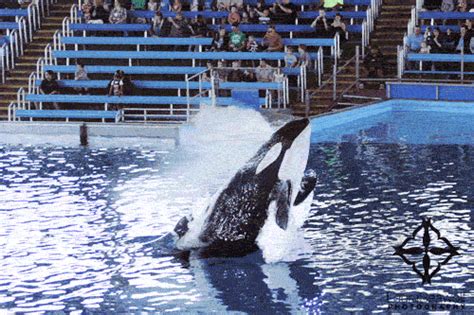 Sea World GIFs - Find & Share on GIPHY