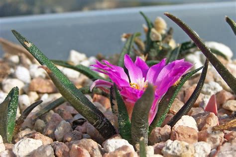 Oregon Cactus Blog: Ariocarpus fissuratus ssp. bravoanus