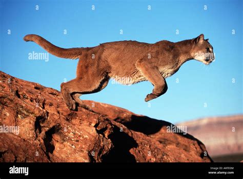 Pouncing lion hi-res stock photography and images - Alamy