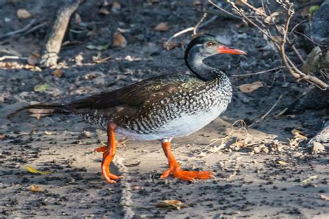 Birding And The Elusive African Finfoot | Yellow Zebra Safaris