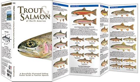 Trout & Salmon of North America (Pocket Fish Identification Guide®)