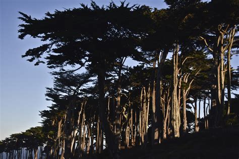 Stand Of Trees Free Stock Photo - Public Domain Pictures