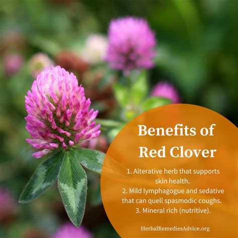 Red Clover Benefits