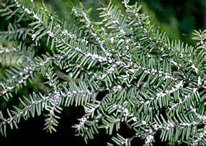 Landscape: Hemlock Woolly Adelgid | Center for Agriculture, Food, and ...