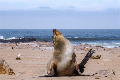 Free stock photo of africa, animal, beach