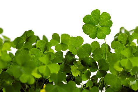 clover - Health Journal