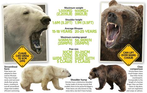 Brown Bear Vs Grizzly Bear: Key Trait & Strength Comparison