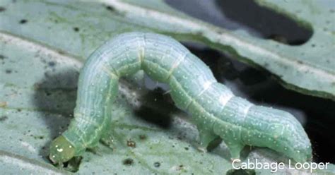 Control Cabbage Looper Caterpillar Worms - [15 Tips] How To Get Rid Of Them