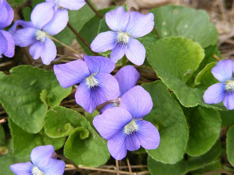 Violeta: Aprende como cuidar, cultivar, reproducir y más sobre esta flor