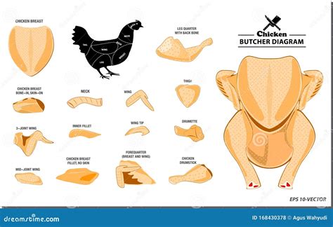 Chicken Butcher Diagram or Part of Hen Butcher Concept. Stock Vector - Illustration of beef ...