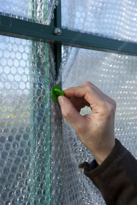 Woman installing bubble wrap on greenhouse windows - Stock Image - C053 ...