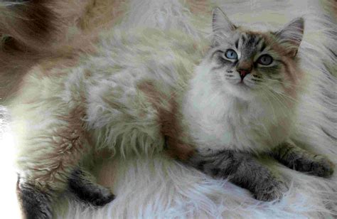 Siberian Cat – Purrfect Cat Breeds