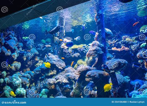 Clownfish and Blue Tang in Aquarium Stock Photo - Image of marine, animal: 254106488