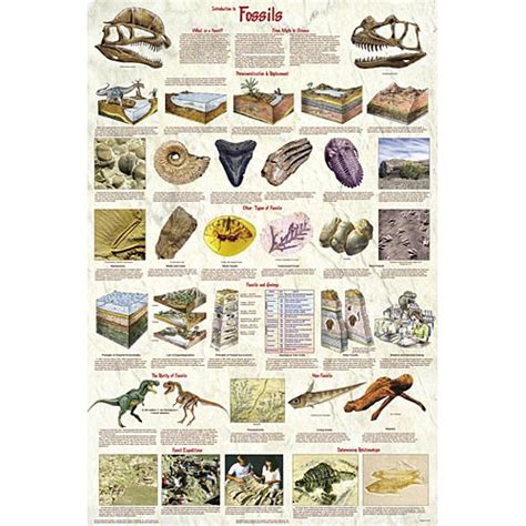 Introduction to fossils chart | 33 W 2167