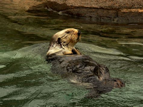 Sea Otter, Oregon Coast Aquarium, Newport, Oregon, 2006 photo - Phil ...