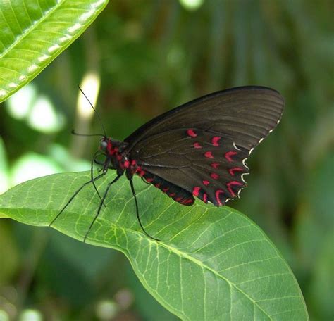 Butterfly Pavilion - Alchetron, The Free Social Encyclopedia