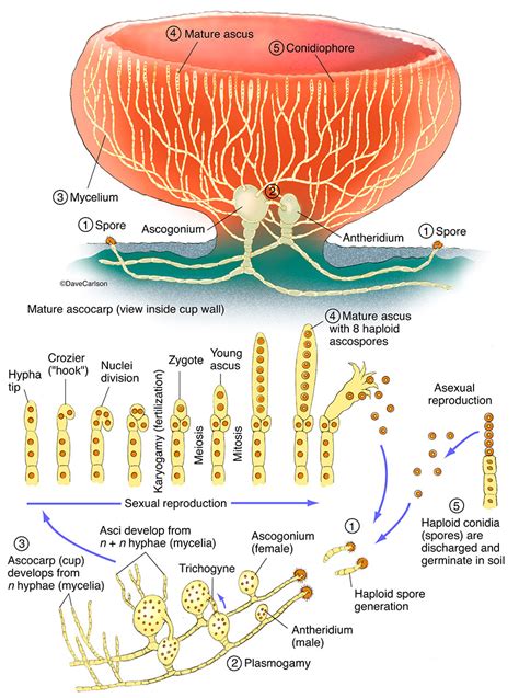 Ascomycete - Cup Fungus | Carlson Stock Art