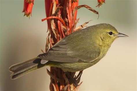 Orange-crowned Warbler | Audubon Field Guide