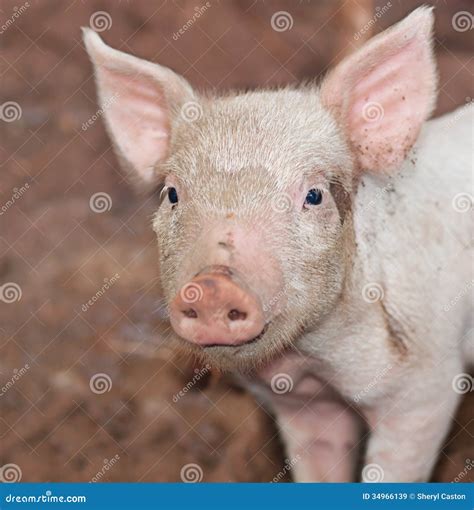 One Young Pig on Farm Portrait Stock Image - Image of pink, piggie: 34966139