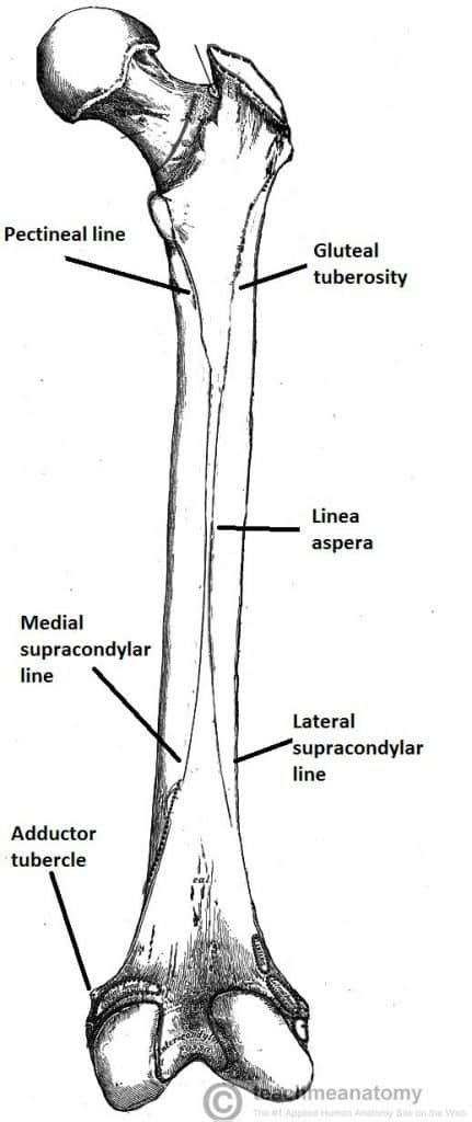 Distal Femur Fracture Classification / Periarticular Fractures of the ...