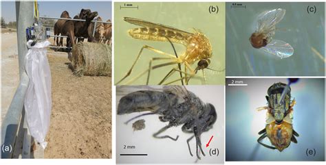 Morphology of some collected arthropods shared the habitat of MERS‐CoV ...