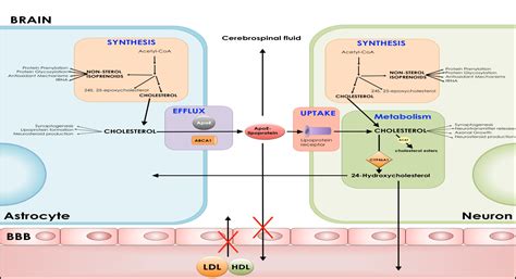 Mevalonate Pathway Analysis Service - Creative Proteomics