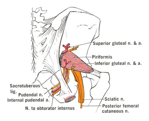 Radiological spaces and foramina:Pelvis:Greater and lesser sciatic foramen | RANZCRPart1 Wiki ...