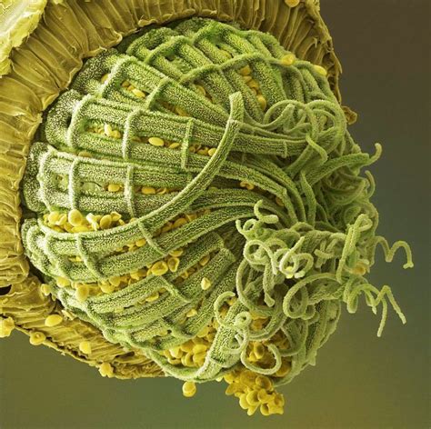 Under Scanning Electron Microscope; moss spore capsule | Microscopic photography, Microscopic ...