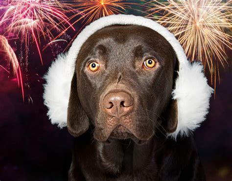 How To Care For Your Dog On Firework Night | Smarty Paws | Dog Grooming Services in Nottingham