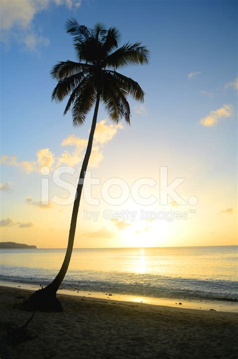 Perfect Beach Sunset With Coconut Tree Stock Photo | Royalty-Free ...