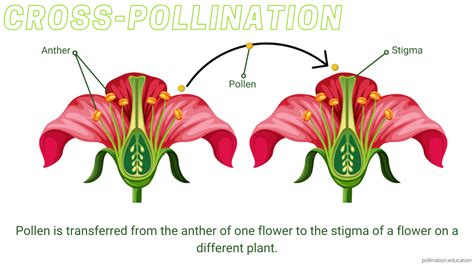 Advantages & Disadvantages of Self- vs. Cross-Pollination | Pollination Education