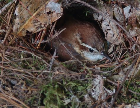 Wild Birds Unlimited: What to do with a bird house full of sticks