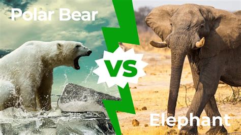 Polar Bear vs Elephant: Who Would Win in a Fight? - A-Z Animals