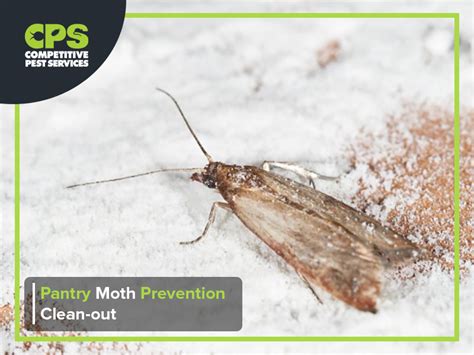 Pantry Moth Prevention Clean-out | Competitive Pest Control