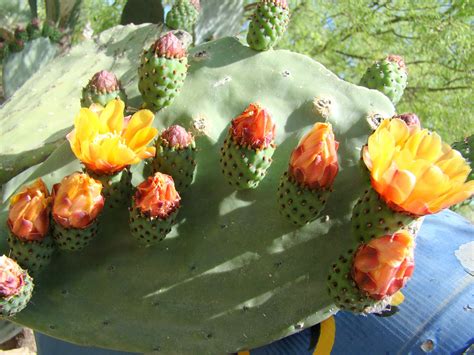 Indian fig (Opuntia ficus-indica) cactus flowers on the flat part of ...