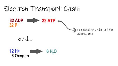 4 10 cellular respiration human biology