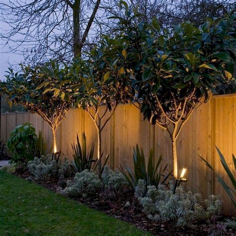 Incredible Privacy Trees For Small Yards With DIY | Home decorating Ideas