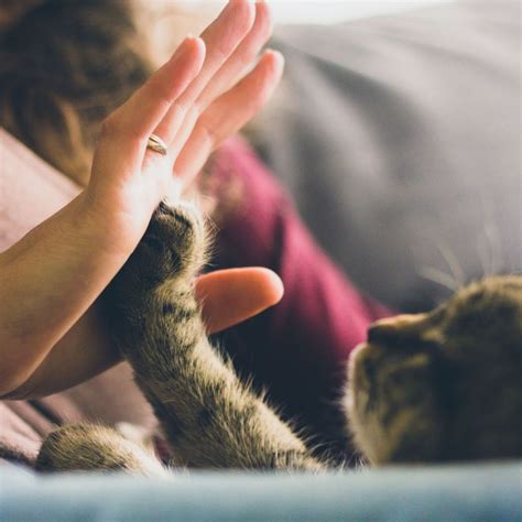 Stress-Free Tips to Help You Safely Trim Your Cat’s Claws