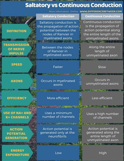 Difference Between Saltatory and Continuous Conduction | Compare the ...