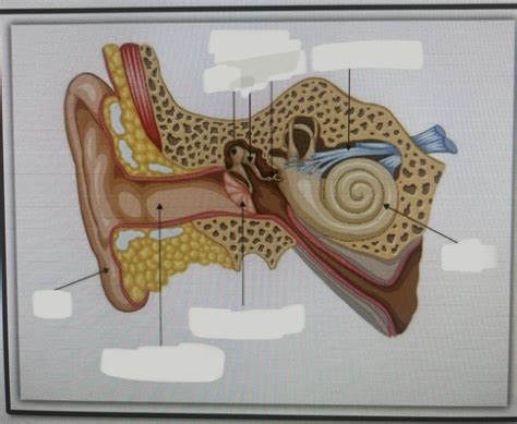 inner ear ossicles Diagram | Quizlet