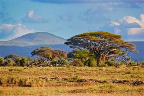 This is a landscape of the African Savanna. Savanna's are dominated by grasses and scattered ...