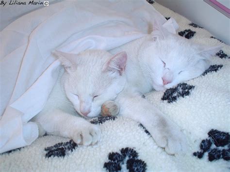 Sleeping Habits | Indoor Pet Initiative