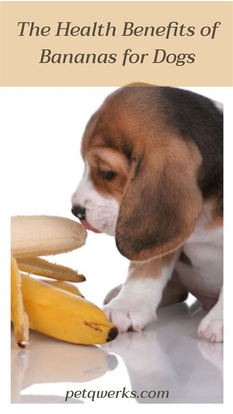 The Health Benefits of Bananas for Dogs | Bananas for dogs, Banana health benefits, Dog benefits