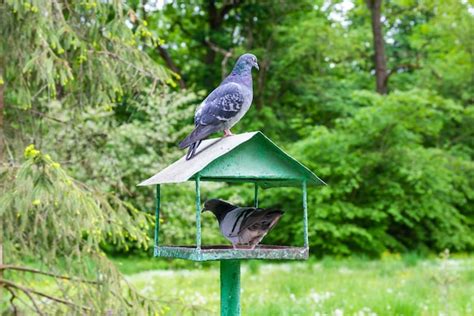 Premium Photo | Bird pigeon feeder