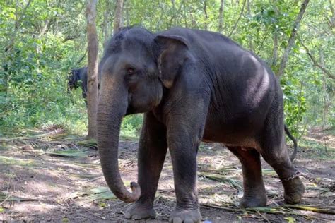 10 Indian Elephant Facts (Elephants And Indian Culture)