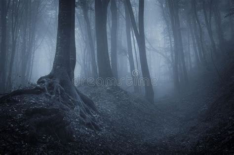 Night in a mysterious forest. Night in a dark forest with fog and black trees , #ad, #forest, # ...