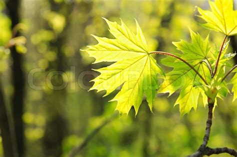 Maple Trees In Spring