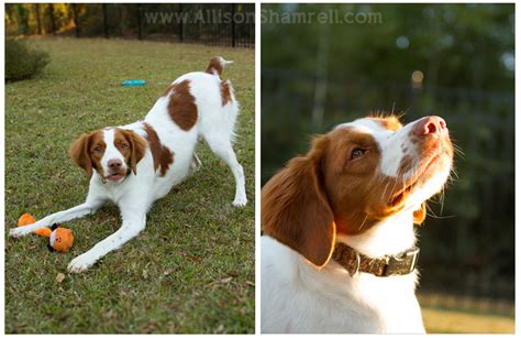 Coach the Brittany Spaniel San Diego Pet Photographer Allison Shamrell ...